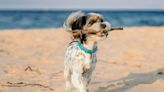 Confira 6 atividades para fazer com o cachorro nas férias