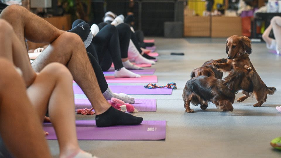 Italy bans puppy yoga classes amid welfare concerns
