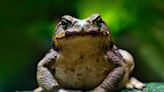 Cute Little Toad Has Absolutely Adorable Christmas Tree Stand