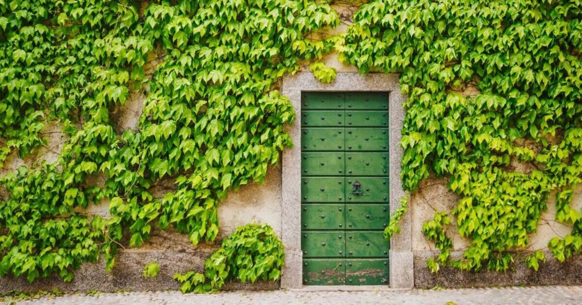 Gardener shares 'absolute easiest' met to get rid of ivy in your garden for good