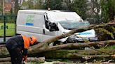 Council workers cheat death after tree crushes van they're sitting in