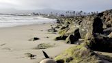 Sea lions are stranding themselves on California's coast with signs of poisoning by harmful algae