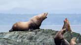 Naturalists from qathet track abundance of wildlife on island