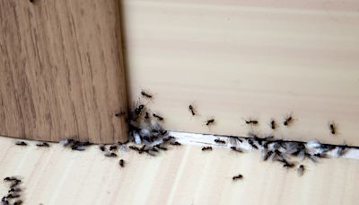 I’m a cleaner, the £1.50 buy to stop ants invading your home & keeps them away
