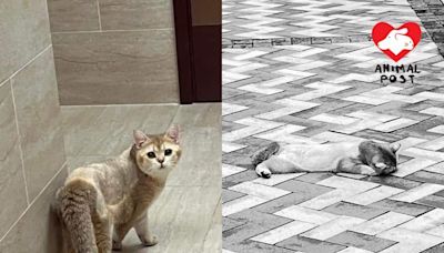 日出康城有貓貓墮樓身亡 疑日前曾於走廊走失被送還貓主 - 香港動物報 Hong Kong Animal Post
