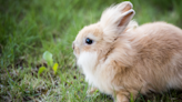 Florida suburb is overrun by fluffy rabbits after breeder goes rogue