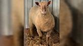 One of two sheep sought by rescuers along main Windsor highway has been found