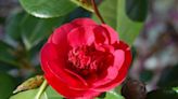 Are camellias a perfect southern flower? That depends if you consider Louisville the south