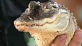Nonprofit owner hopes for wild animal law changes after McDowell County alligator's death
