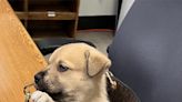 Puppy 'miraculously' uninjured after being thrown out of vehicle during LA police chase