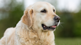 Senior Golden Retriever Trying to Make Friends at Dog Park Is Full of Sweetness