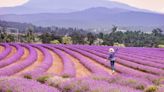Lovely Lavender Fields To Check Out The 2024 Bloom