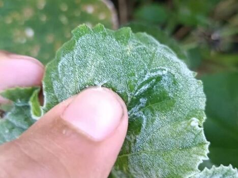 Heladas dañan producción agrícola del municipio Vallegrande de Santa Cruz - El Diario - Bolivia