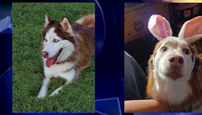 Broken Arrow family wants answers after dog was shot and had to be put down