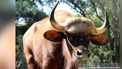 Llegan bisontes de la India al Zoológico de Morelia