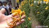 （有影片）／虎山巖金針花園區遭破壞！遊客無視封鎖線進入花叢拍照 | 蕃新聞