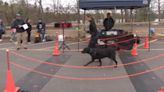 Runners join their best friends for Paws for a Cause Dog-Friendly 5K in Natick - Boston News, Weather, Sports | WHDH 7News