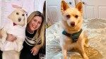 Beloved pooch hit by stray bullet in NYC home dies of injuries: ‘She was a beautiful dog’