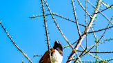 Towhees are elusive birds at home in the underbrush and sometimes raise other birds’ young