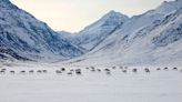 Biden shields millions of acres of Alaskan wilderness from drilling and mining - The Boston Globe