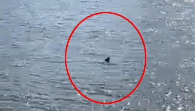 Woman films '5ft finned creature' swimming through London's river