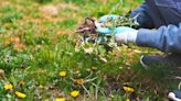 Garden pro reveals helpful weed you do want in your garden - it helps your lawn