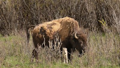 Tribes honor the birth of a rare white buffalo calf in Yellowstone and reveal its name: Wakan Gli