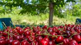 Últimas semanas de la temporada de cerezas - El Diario NY