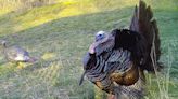 How to make in-season scouting of turkey sign pay off