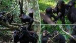 Chimpanzees communicate with human-like gestures in regional dialects: study