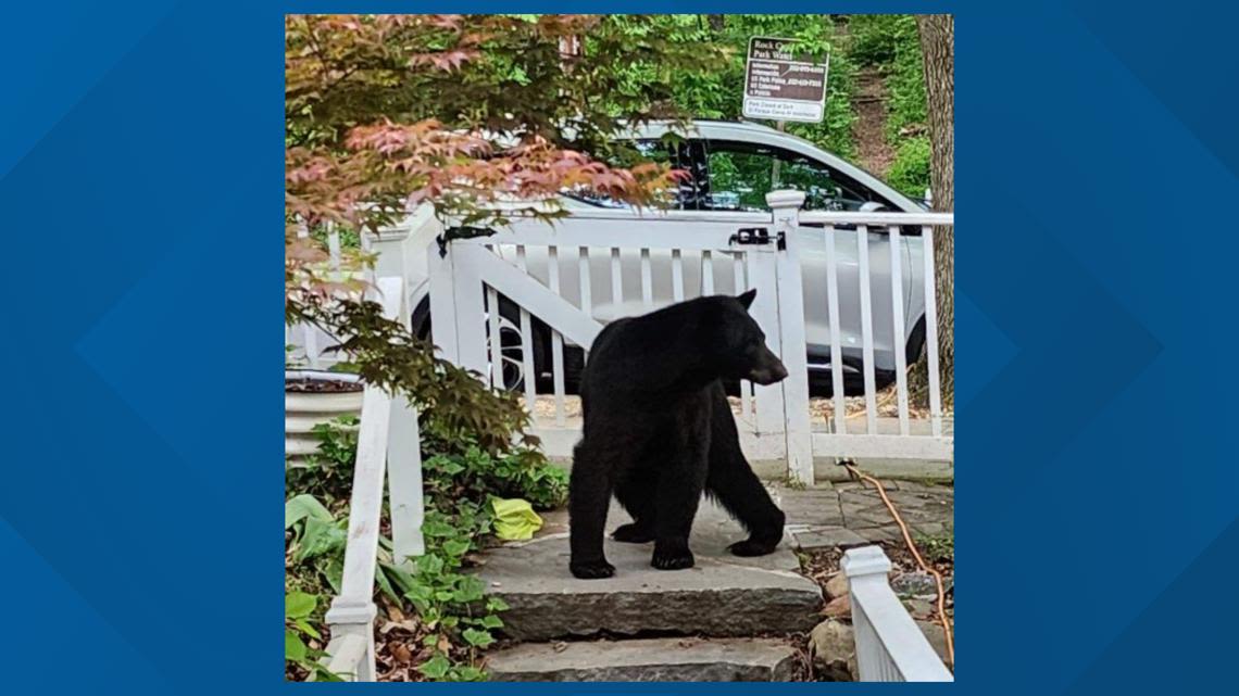 'I just love that there's a bear here!' | Black bear spotted in Northeast DC neighborhood