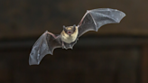 Bat from Grey-Bruce tests positive for rabies