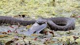 Hobby Photographer Captures Shocking Shots of Big Texas Snake Unhinging its Jaw to Swallow Fish