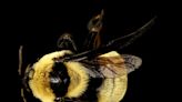 Southern Plains bumble bee, found in Florida, could soon become an endangered species