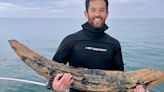 Diver Finds Mastodon Tusk Off Florida Coast, He Claims