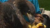 Eaglet injured in storm released back into the wild by zookeepers at the Dickerson Park Zoo