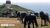 Disappointment as ponies removed from Rame Head