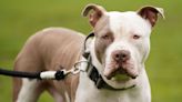 Minister announces planned restrictions for XL bully owners in Northern Ireland