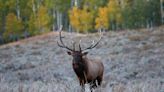 Remaining deer, elk hunting permits to go on sale in Utah — here’s how to get yours