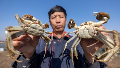 大閘蟹︱冒牌陽澄湖貨率先應市 蟹農改名魚目混珠：消費者不會懂