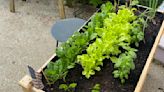 Mini-garden caters to table and psyche