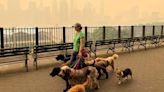 Protect your pets from wildfire smoke with these tips