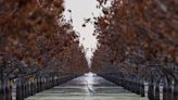 What's in the mysterious waters of Tulare Lake? Contaminants, egrets and many unknowns