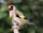 European goldfinch