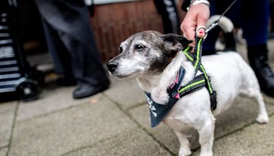 Grausamer Verdacht in Rostock - Mann (29) soll Hund aus dem 6. Stock geworfen haben - Terrier stirbt in Klinik