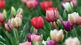 Guide to pick-your-own flowers in RI: Tulips, lavender, dahlias, sunflowers and more