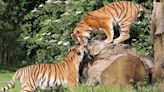 Tiger Tinder! Amur tigers meet for first date at Woburn Safari Park