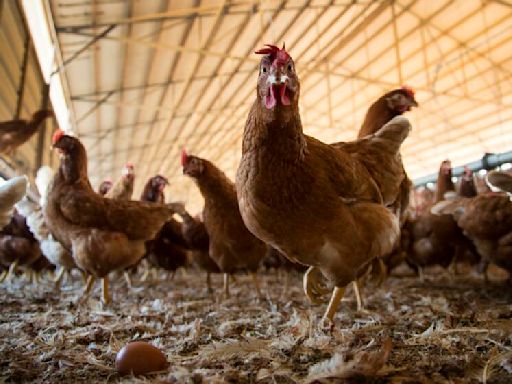 Bird flu detected in San Francisco wastewater and chickens