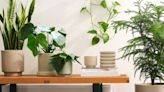 The One Houseplant Every Stylist Swears By