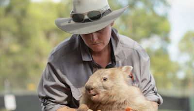 Tasmania lists ‘wombat walker’ among odd jobs to boost winter tourism